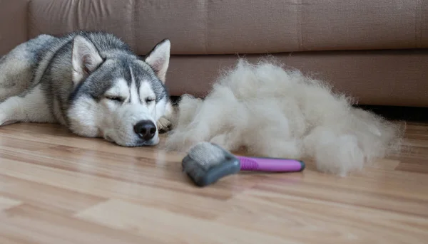 How to Control Dog Shedding