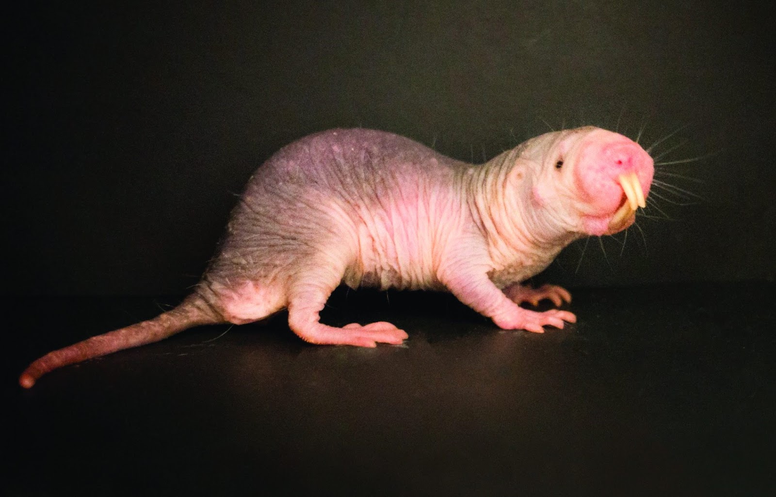 Naked Mole Rats