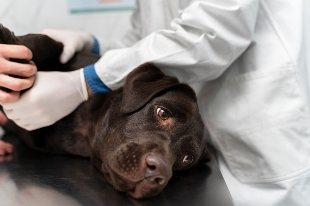 Close up vet wearing gloves