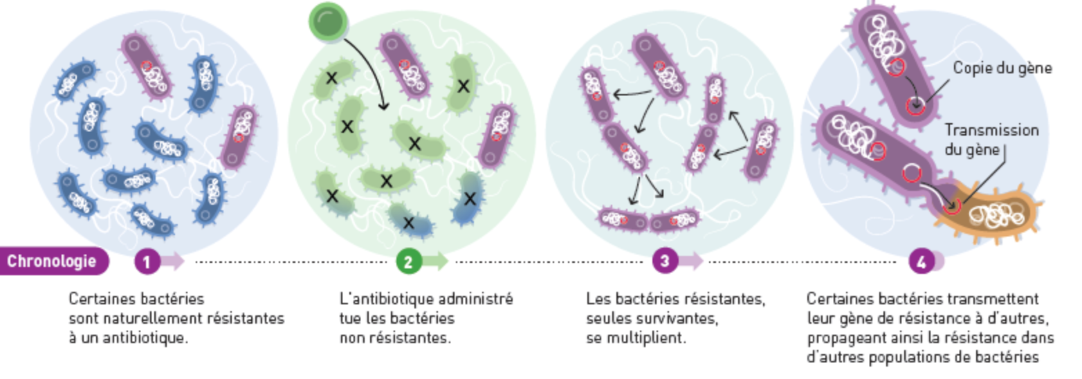 Le transfert horizontal de gènes permet de transmettre les gènes de résistance à d’autres bactéries