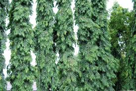 Image result for Ashok tree