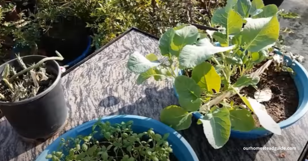Growing Cauliflower in Pots