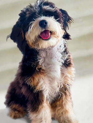 MINI BERNEDOODLE