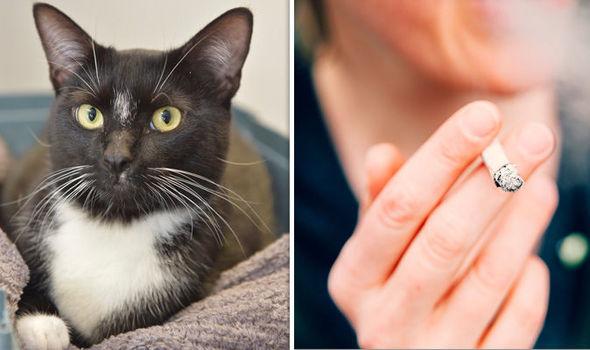 PET WARNING: The damage smoking can cause your cats and dogs REVEALED |  Nature | News | Express.co.uk