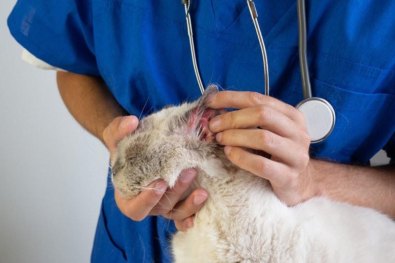 gato con la oreja enrojecida primer plano