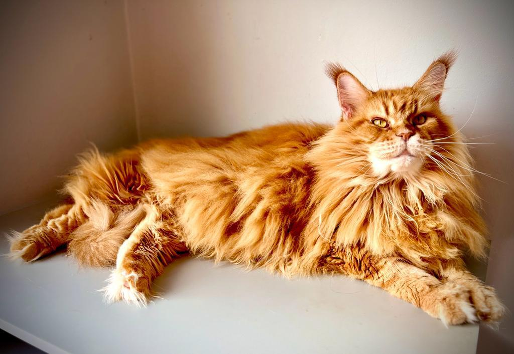 Orange Maine Coon