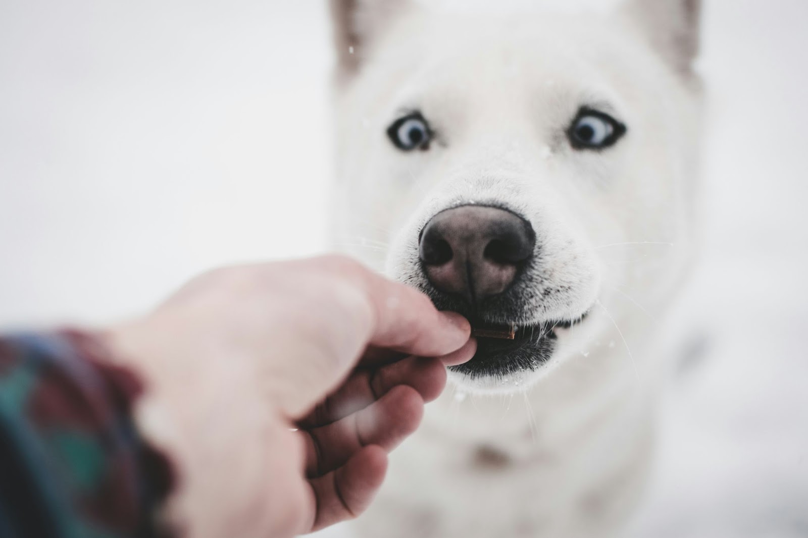 husky eating one of the types of dog food
