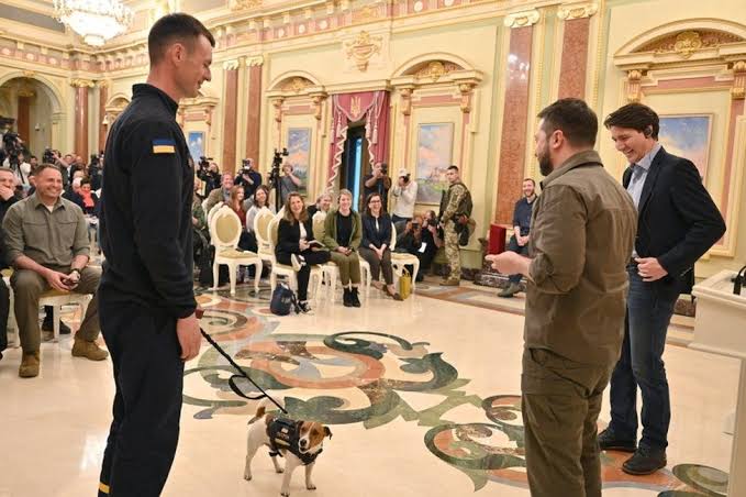Patron – Ukraine’s Heroic Dog, Emerges as a Star in Solana Crypto.