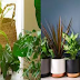   Six Houseplants You Need to Add to Your Collection