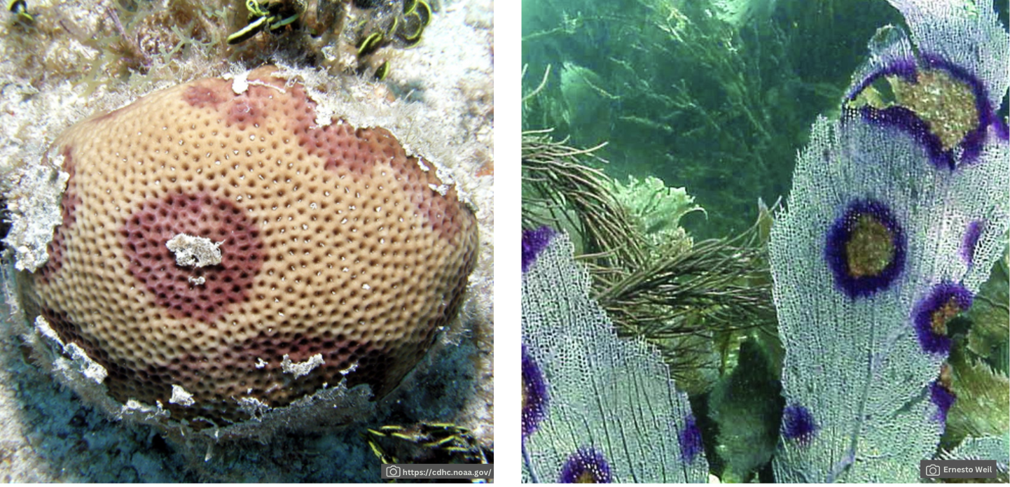 Close-up of a coral

Description automatically generated
