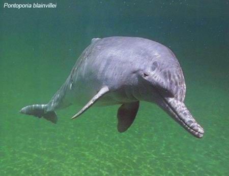La Plata Dolphin