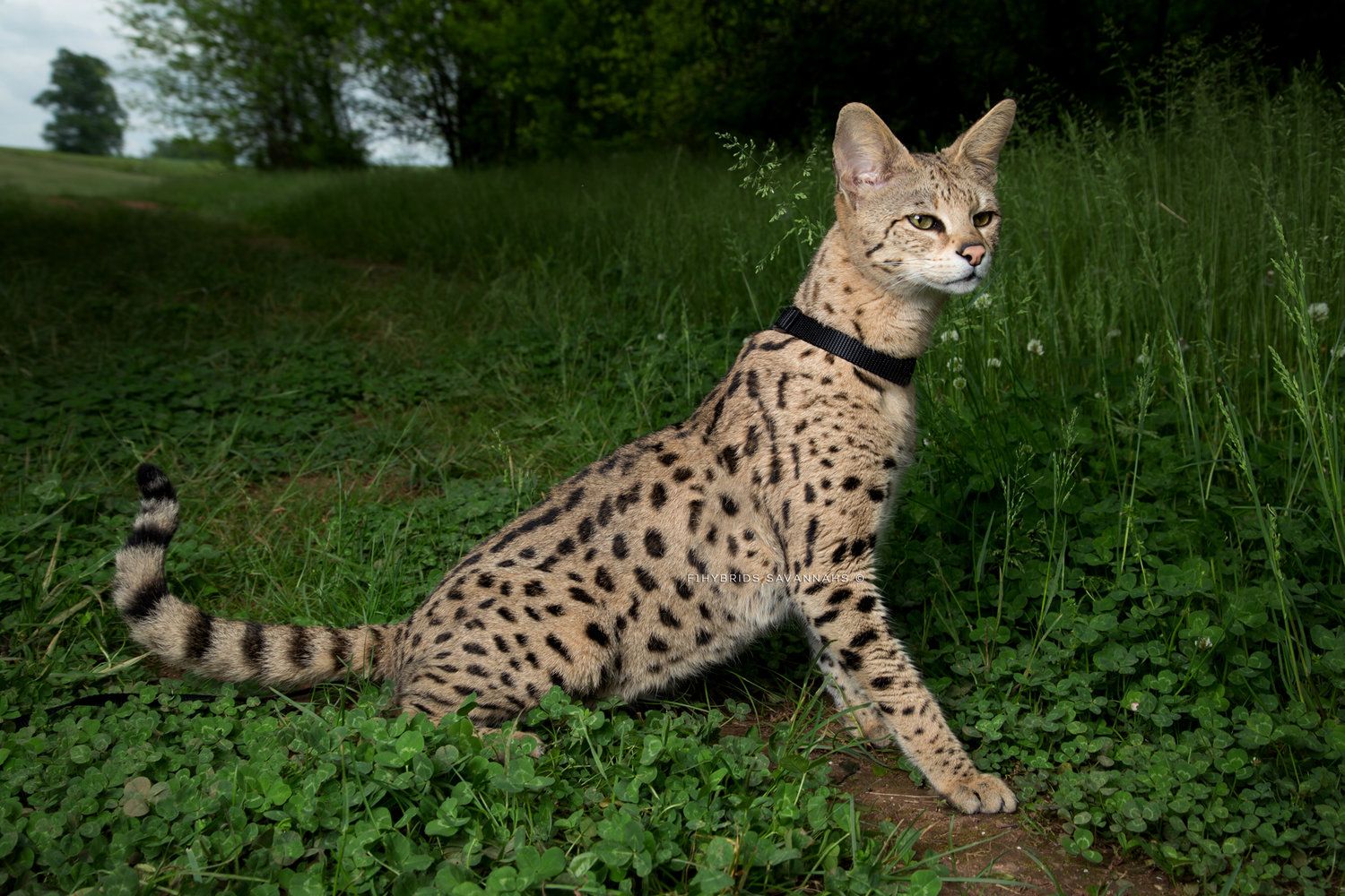 Savannah Cats California