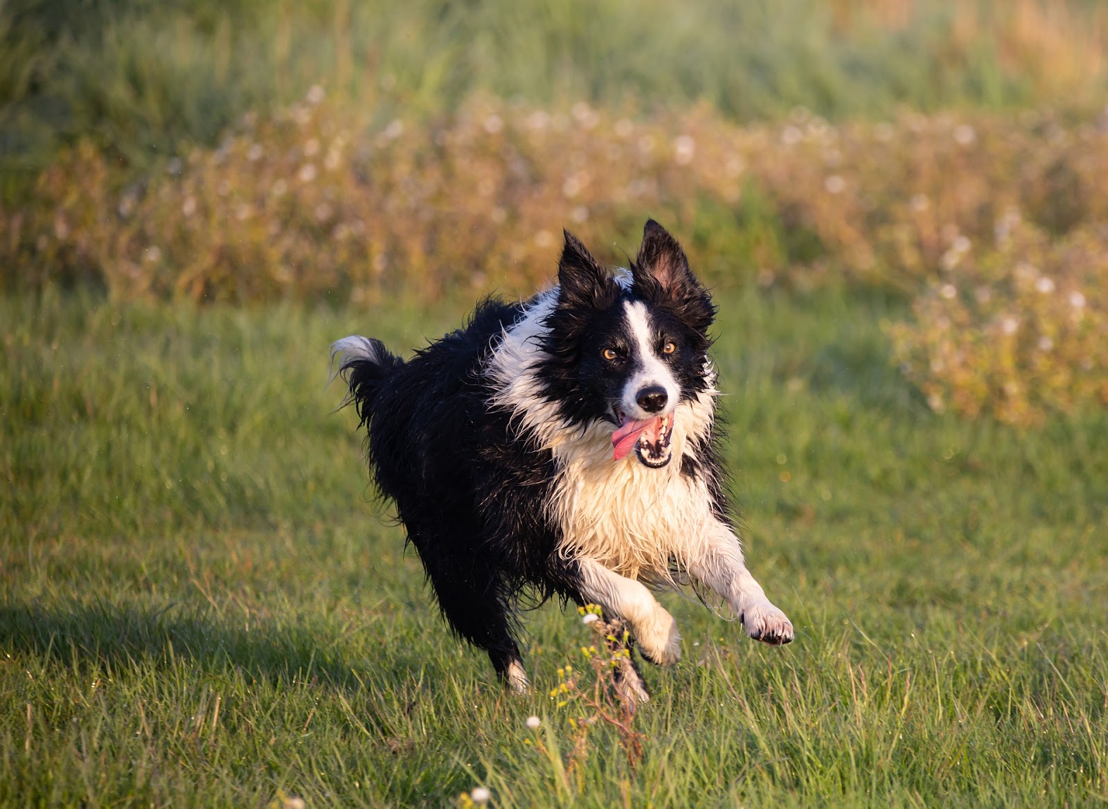 Border Collies In Texas