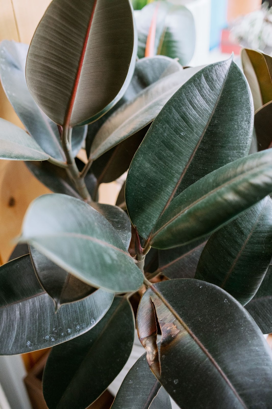 Close up of a Rubber Tree. 