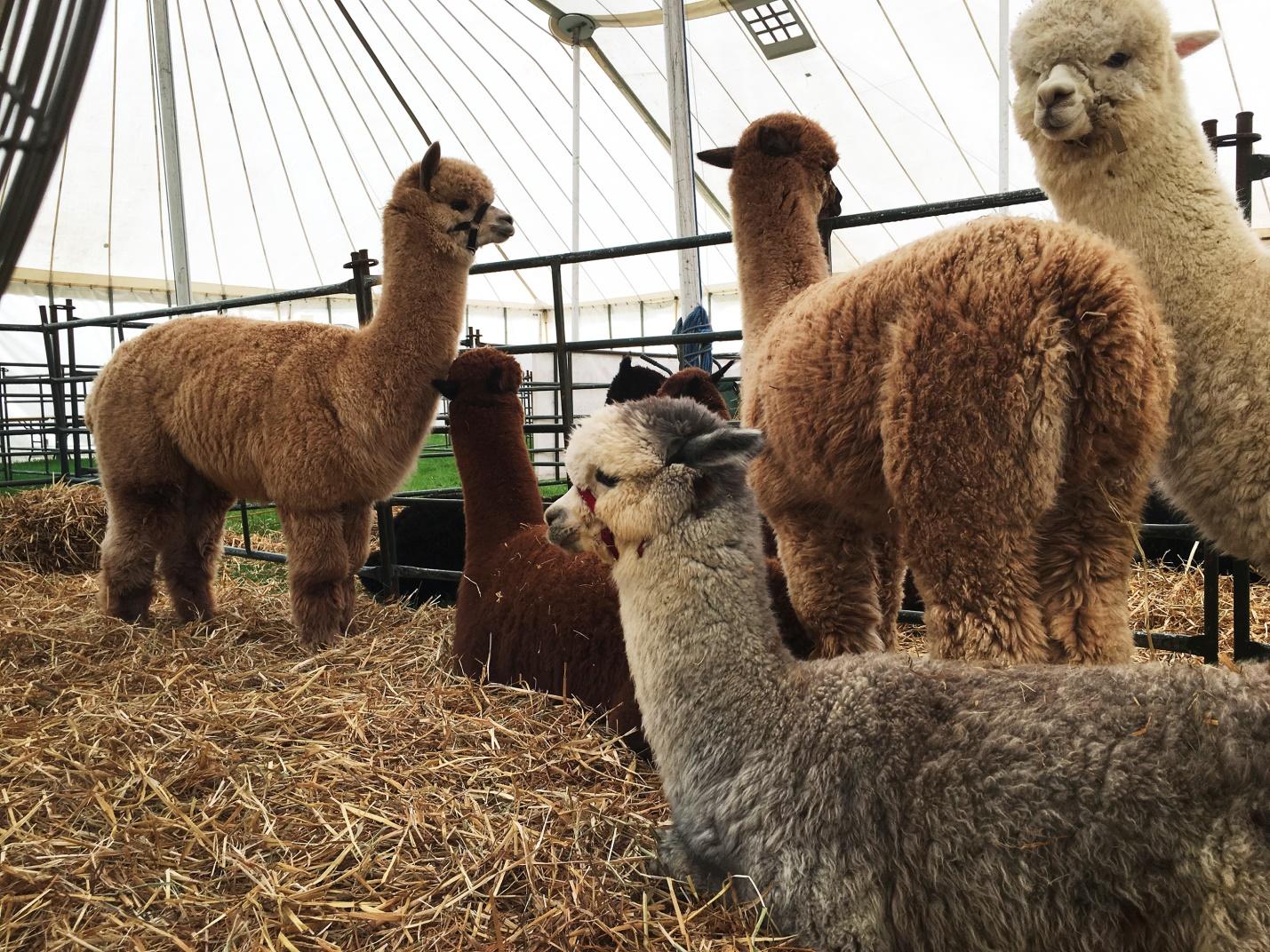 alpacas-stable