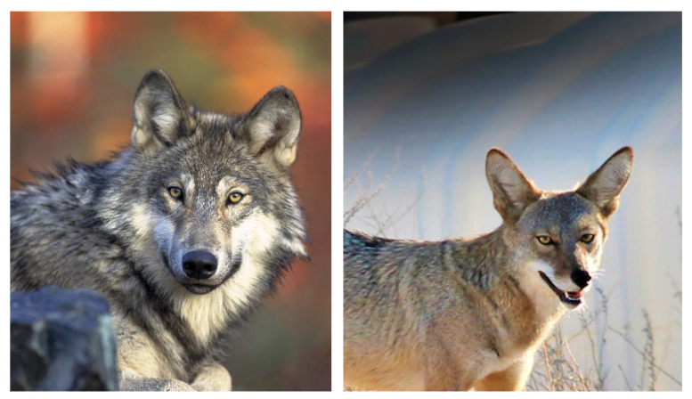 Comparing the wolf’s broader face and jaw to the coyote’s narrower one.