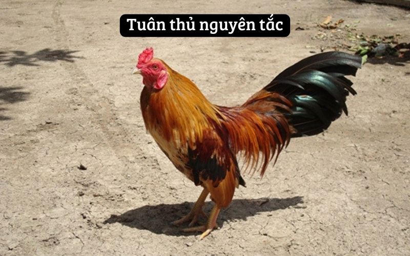 Tuân thủ nguyên tắc