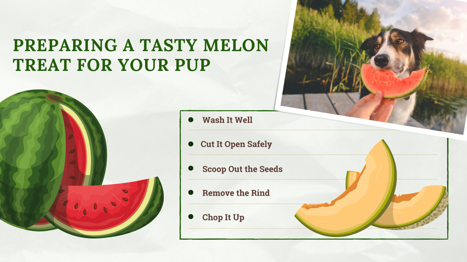 Preparing a tasty melon treat for dogs