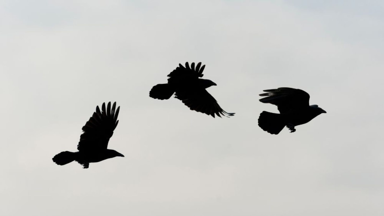 Three Black Birds Mean