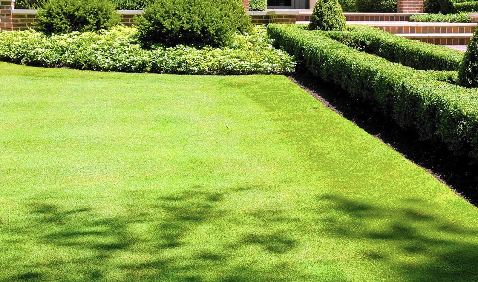 Bent Grass