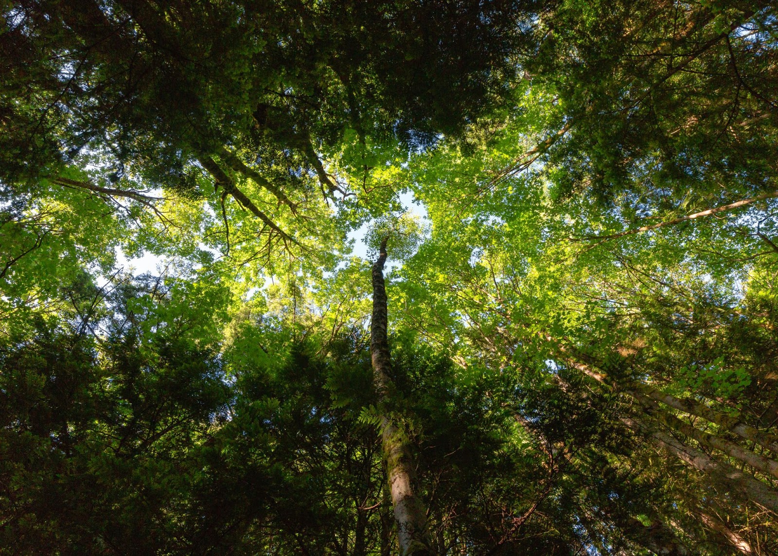Looking up at a green canopy of trees. 