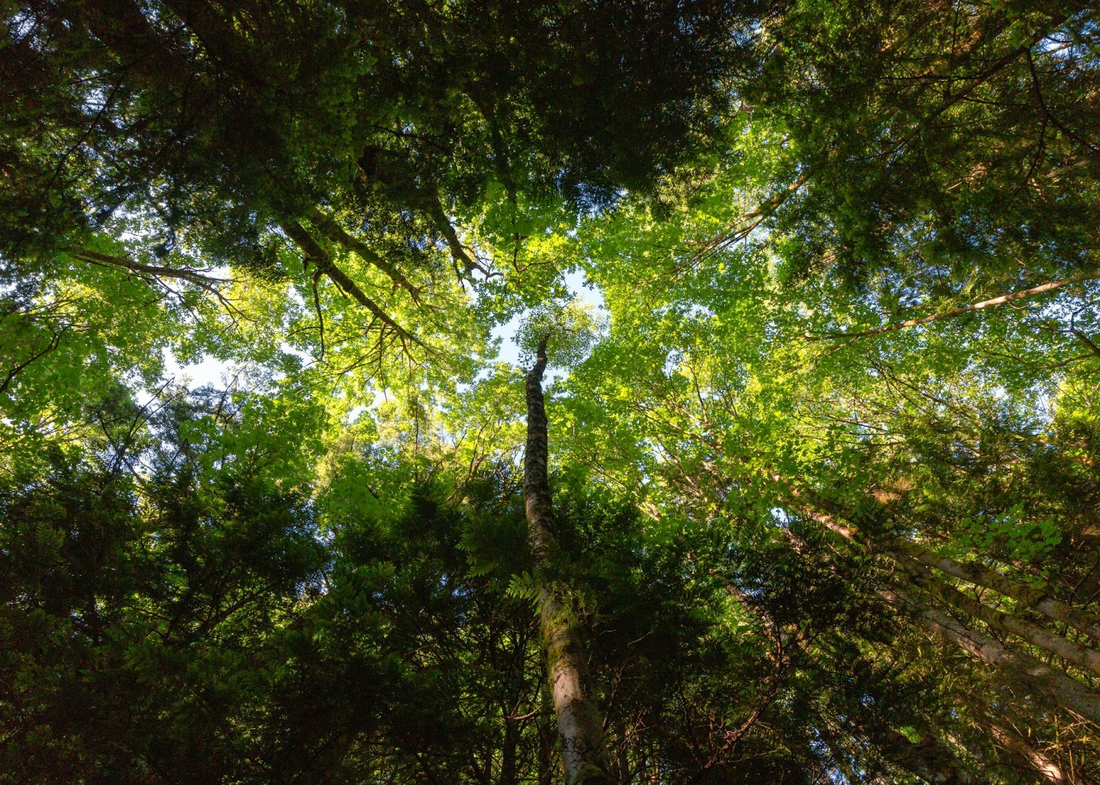 Looking up at a green canopy of trees. 