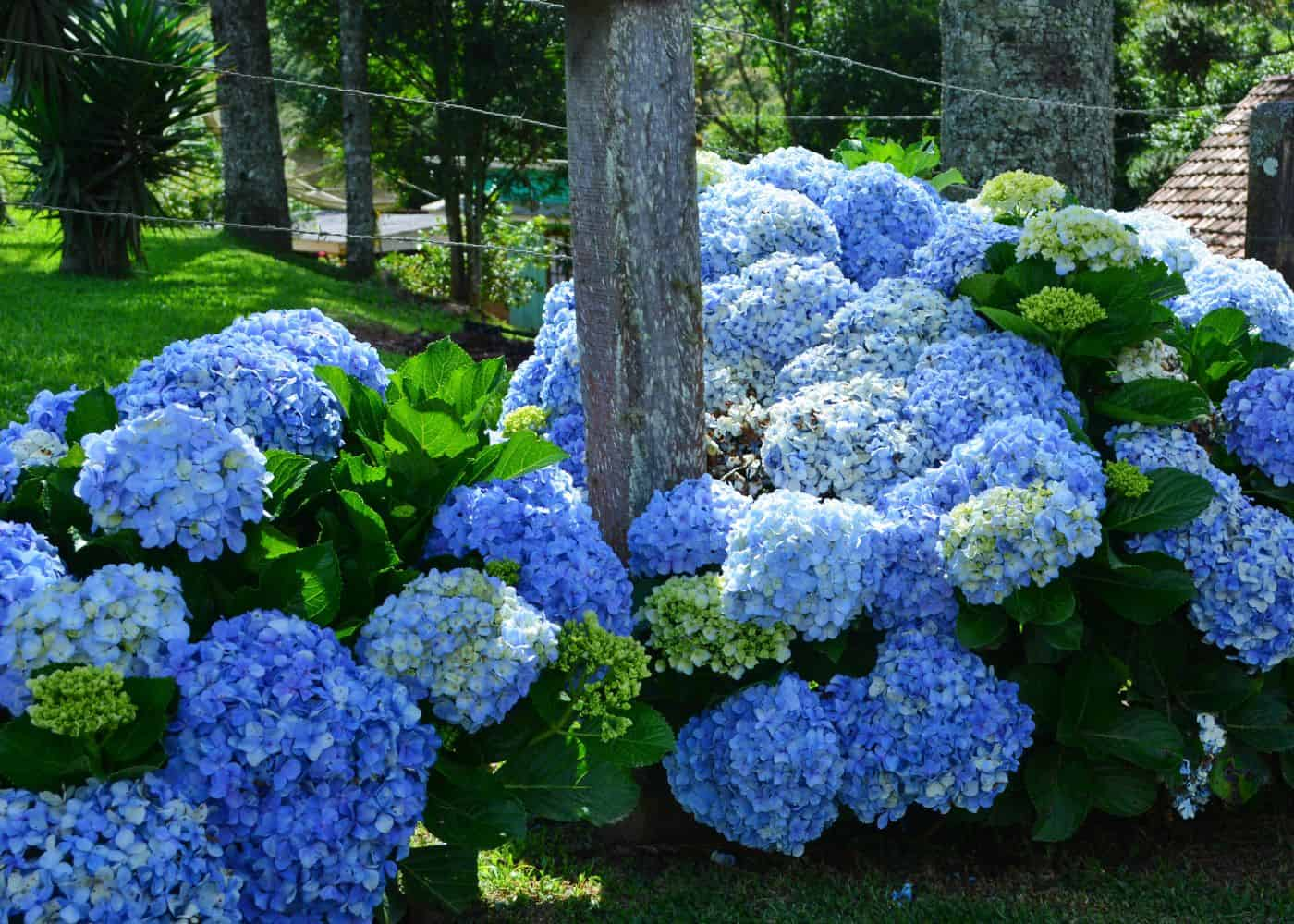 Blue Enchantress Hydrangea (Hydrangea macrophylla 'Blue Enchantress')
