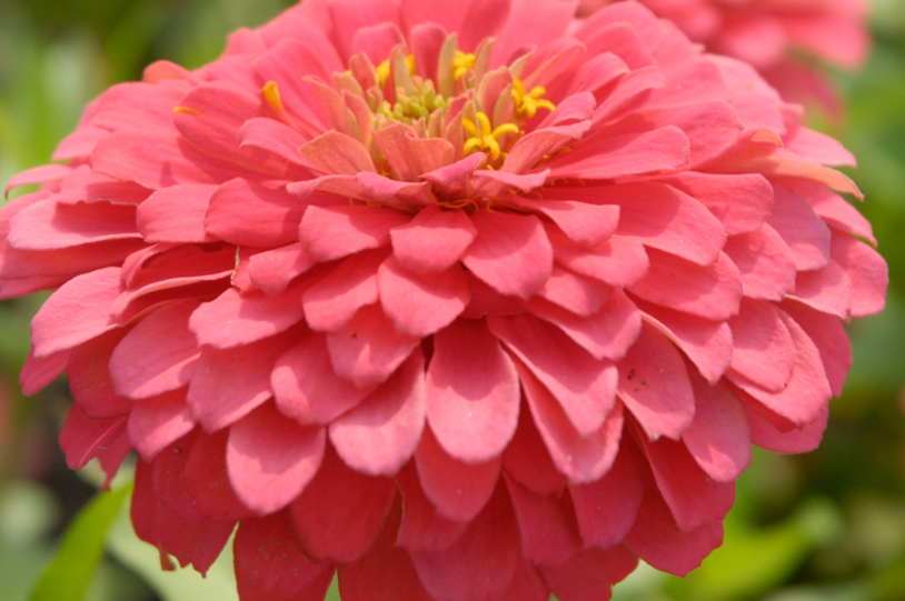 Pink zinnia flower close up 