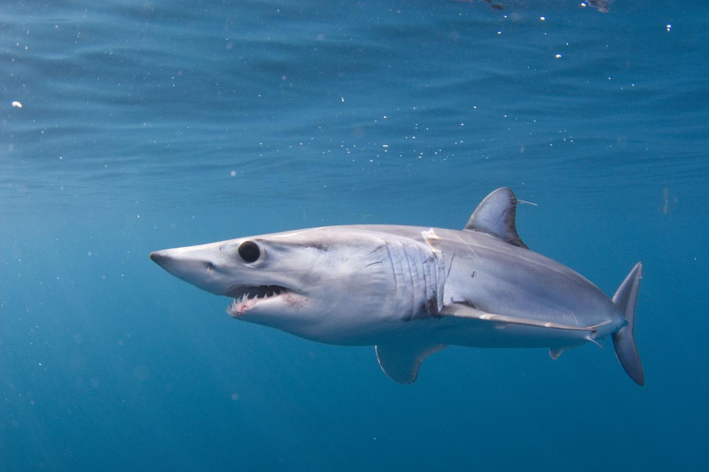 Shortfin mako shark (Isurus oxyrinchus). Image credit Walter Heim. 