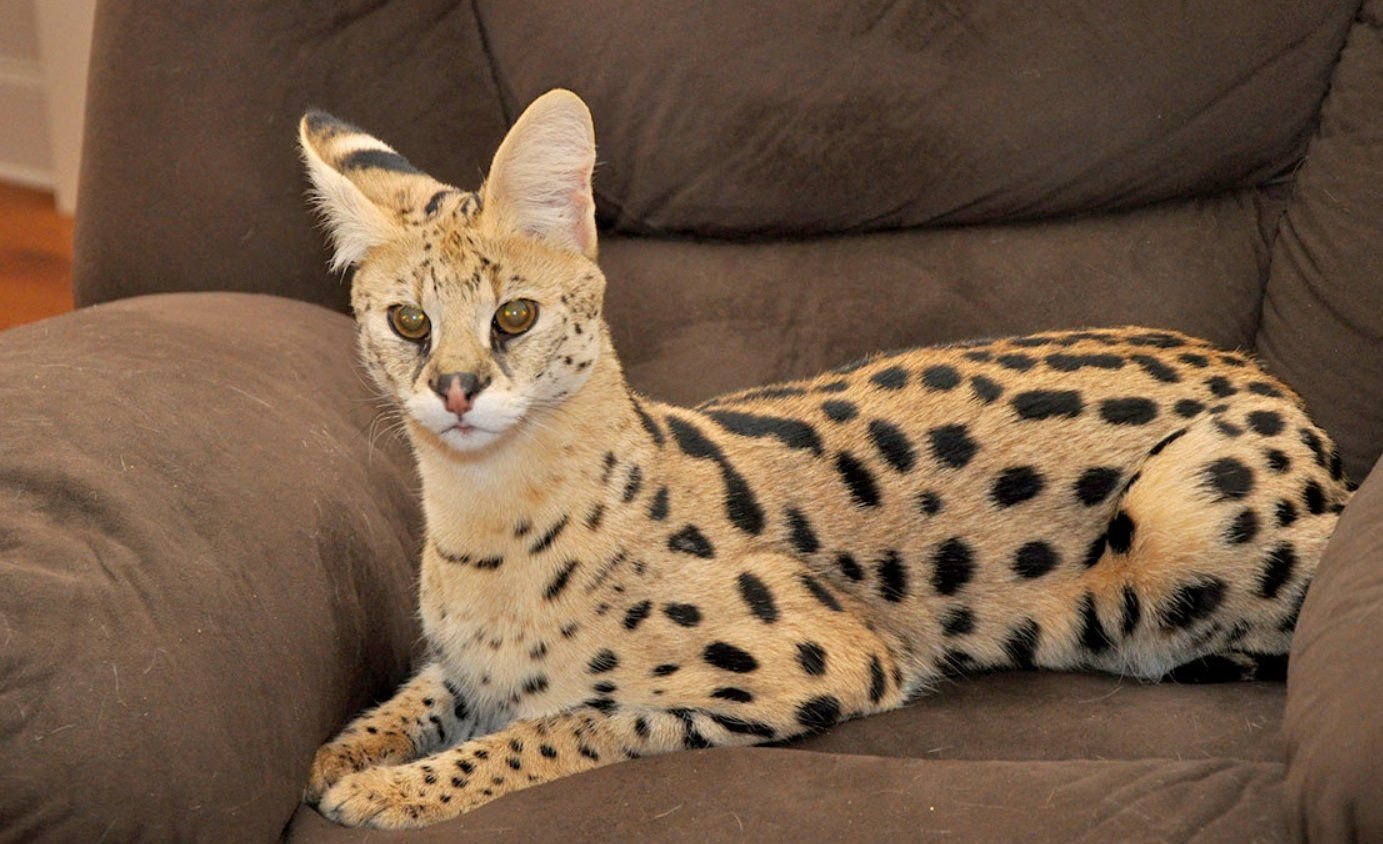 Are Savannah Cats Hypoallergenic