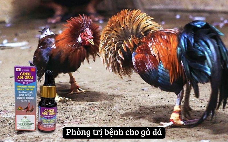 Phòng trị bệnh cho gà đá