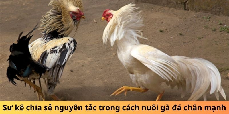 Hi88 Bật Mí Cách Nuôi Gà Đá Chân Mạnh Từ Các Sư Kê Lâu Năm