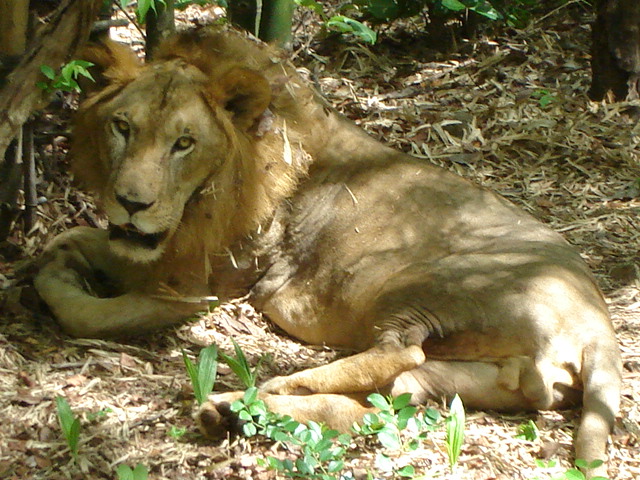 Sanjay Gandhi National Park Lion