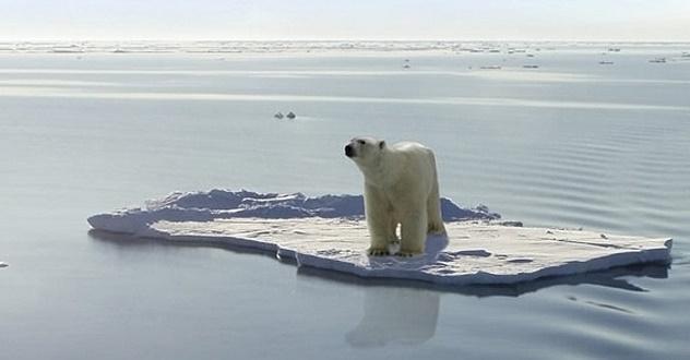 A polar bear on an ice floe

Description automatically generated