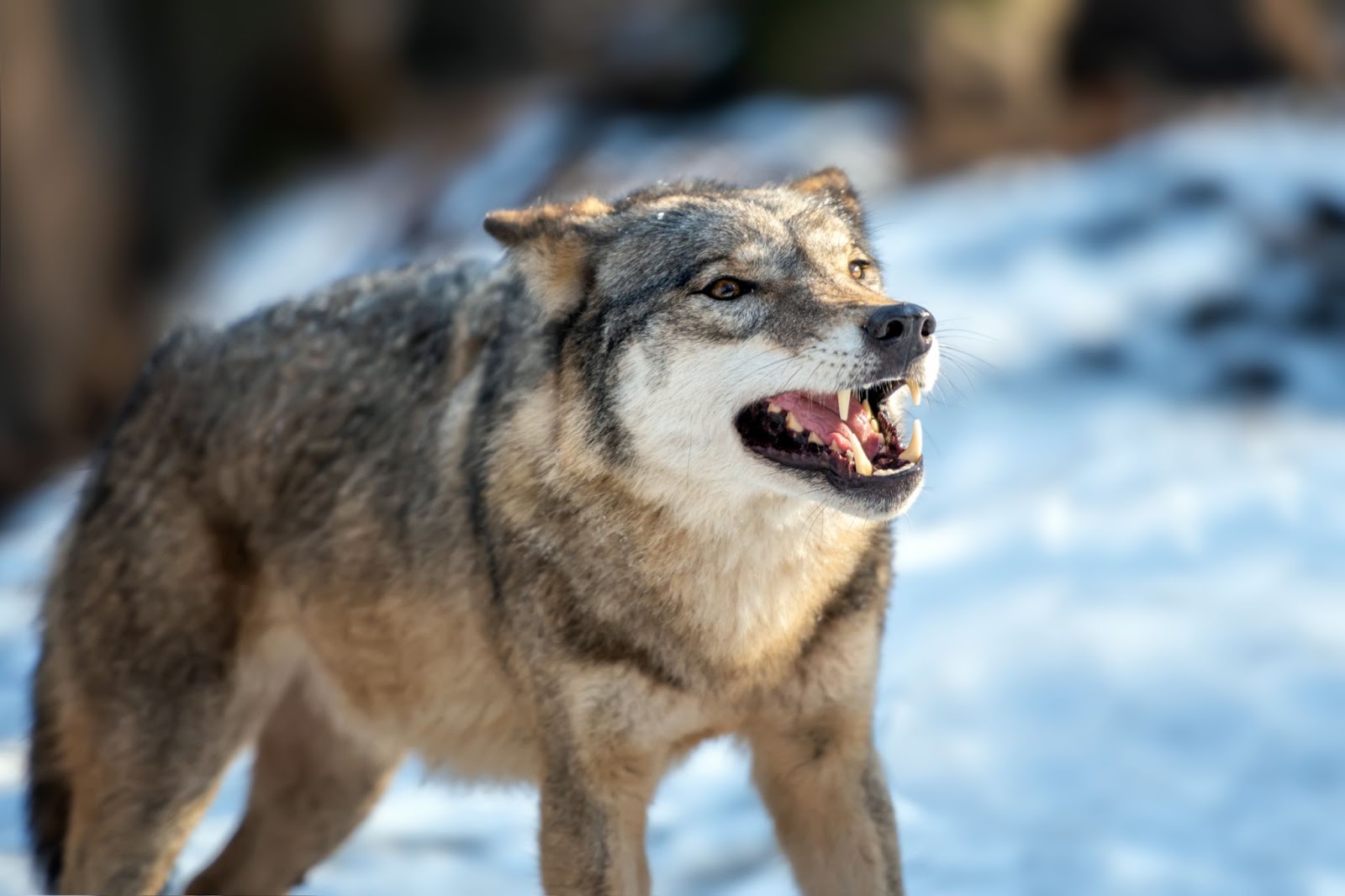 I Lupi: Abili Predatori e Spaventosi Cacciatori