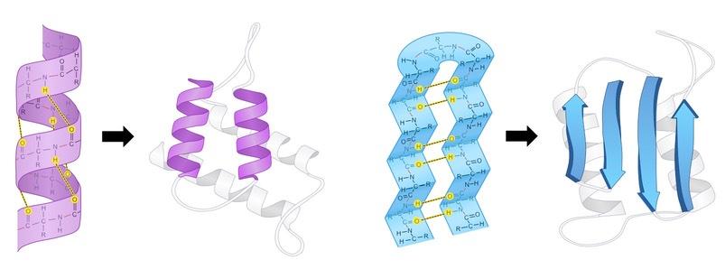 alpha helices beta sheets