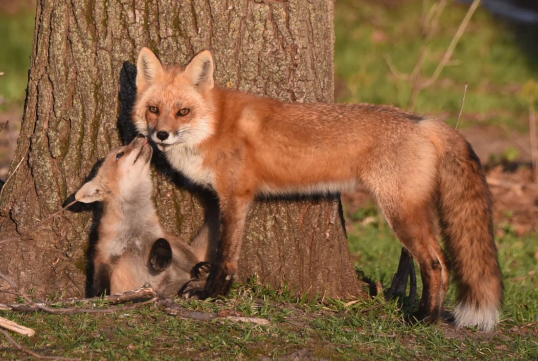 Louisiana Foxes