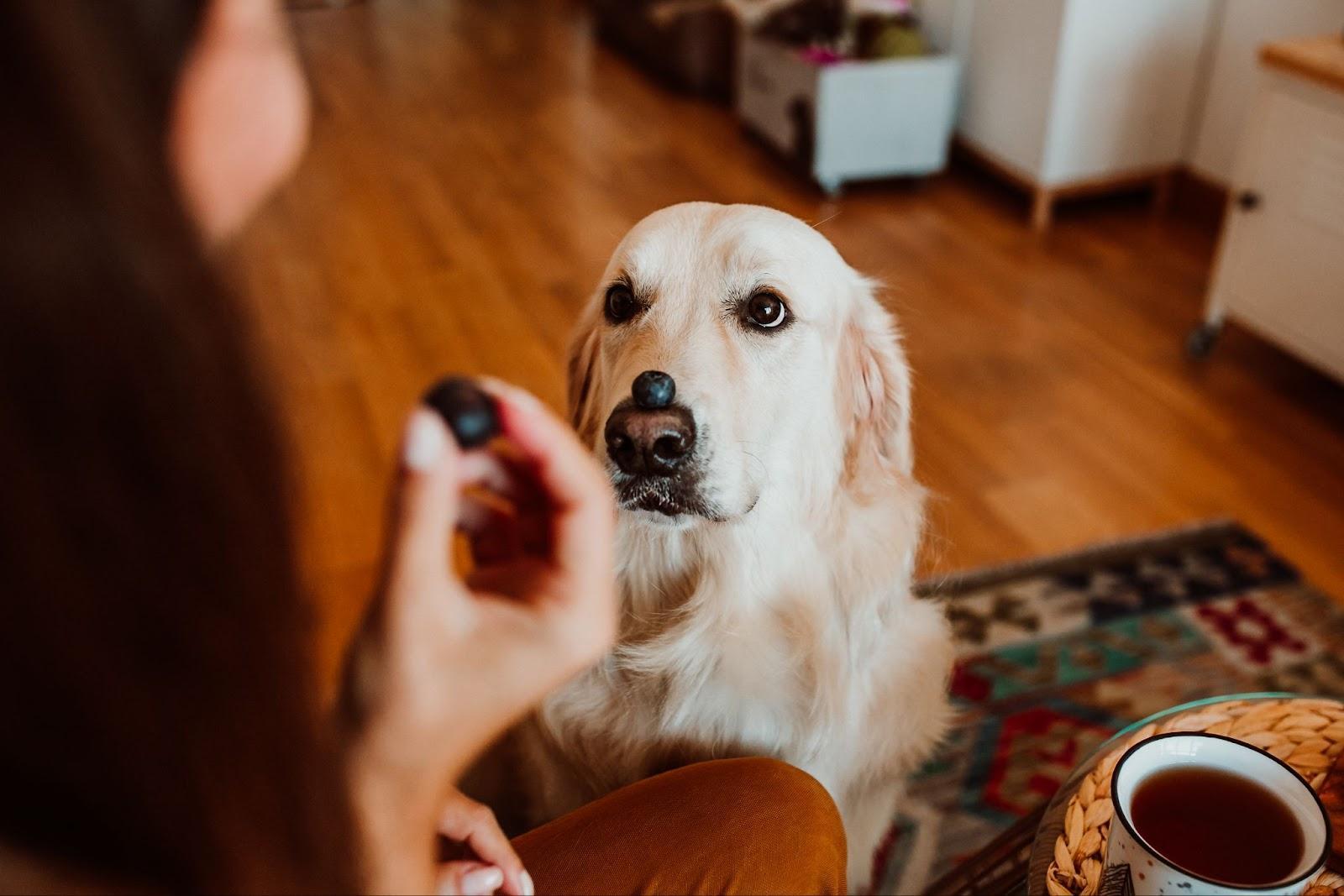 cachorro com blueberry na ponta do nariz