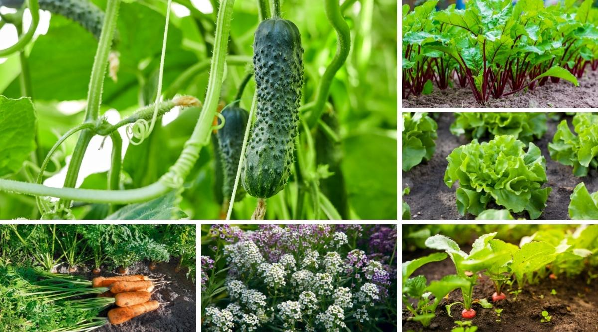 What are good companion plants for cucumbers