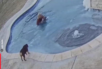 Brave Dog Mom Plunges into Icy Pool to Save Drowning Pup