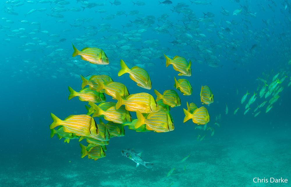 Witness the stunning beauty of the Panamic Porkfish in their natural habitat!