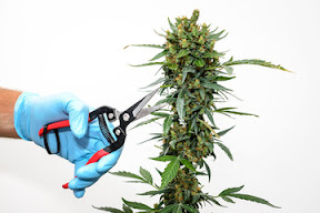 Growing Cannabis: Cloning Marijuana Plants