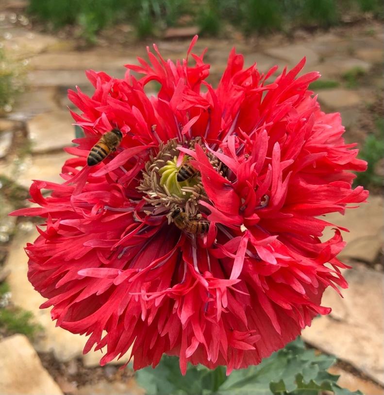A red flower with bees on it

Description automatically generated