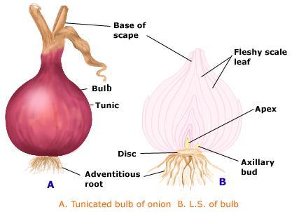 E:\savinay\onion-bulb.jpeg