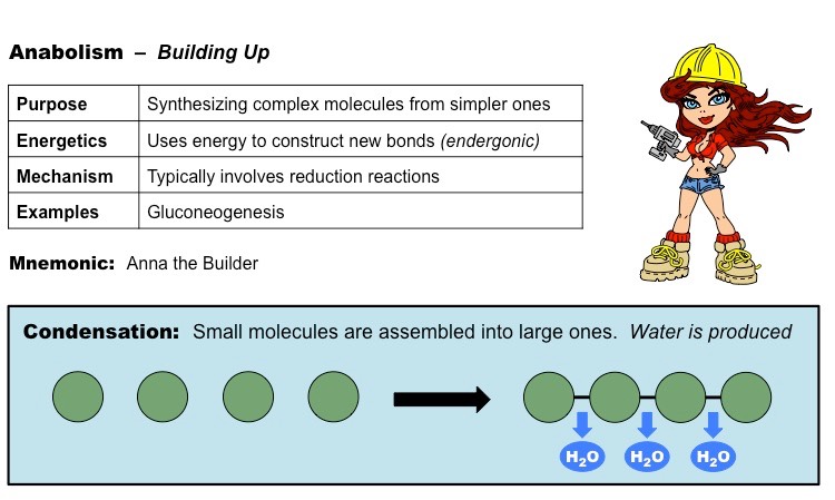 anabolism