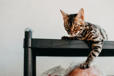 A cat on top of a person's head

Description automatically generated