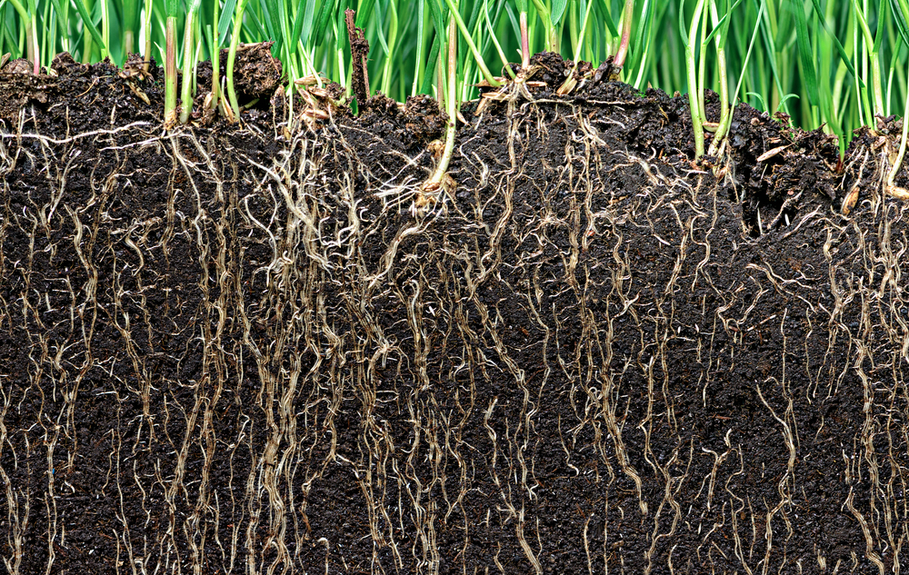 Mycorrhizal Fungi