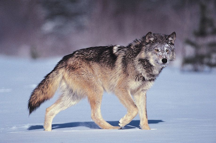 Wolf | Species & Facts | Britannica