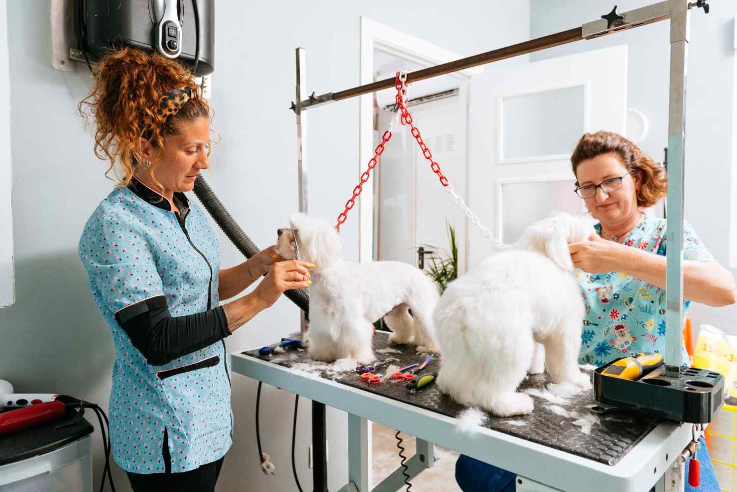 Pet grooming salons in Chicago 