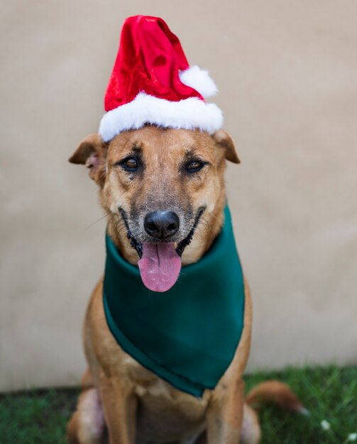A cute dog wearing a Santa hat.